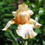Iris germanica My Oh My